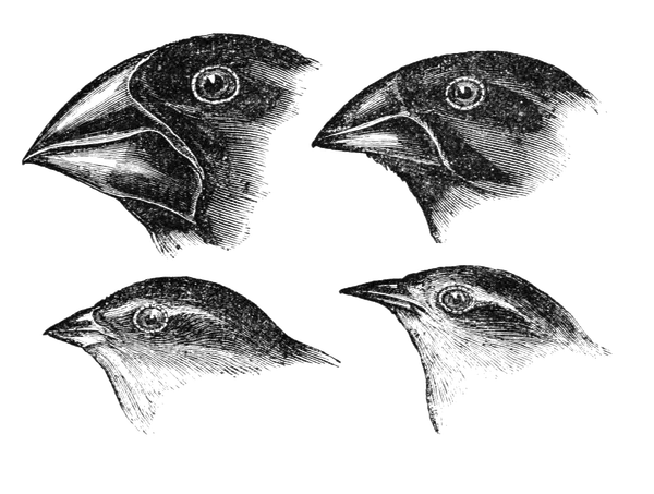 A Phylogeny of Agents